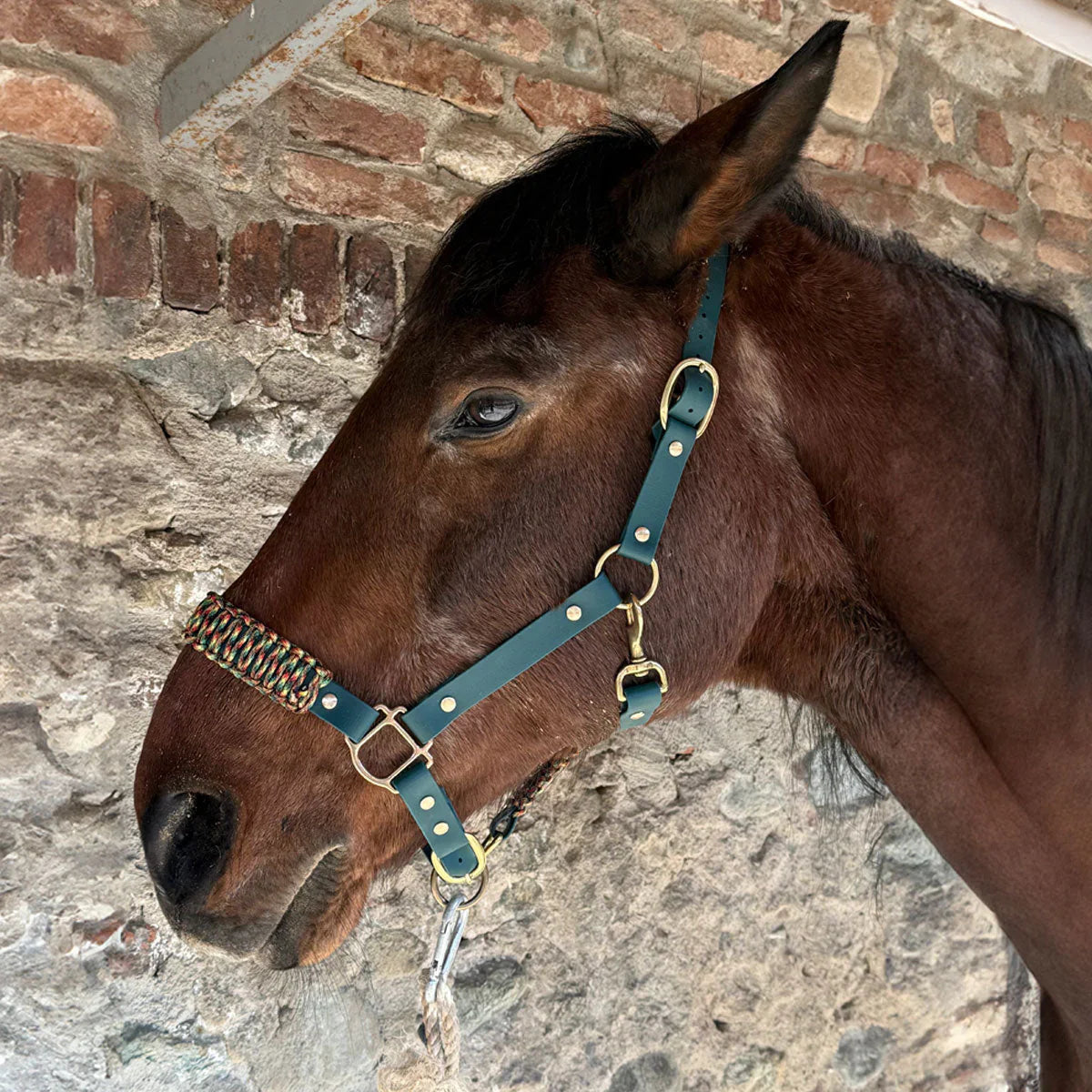 brand, cavallo con capezza verde, orme differenti