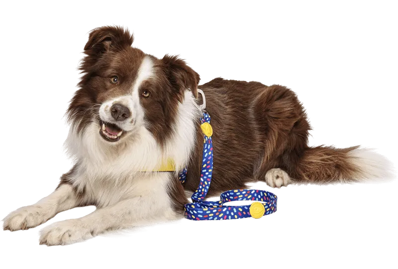Guinzaglio per cani Color Invaders Regular, con gommino morbido proteggi cuciture, di Morso distribuito da Orme DIfferenti