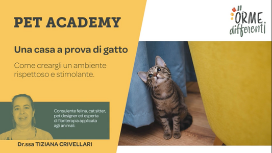 Una casa a prova di gatto - Corso arredamento felino