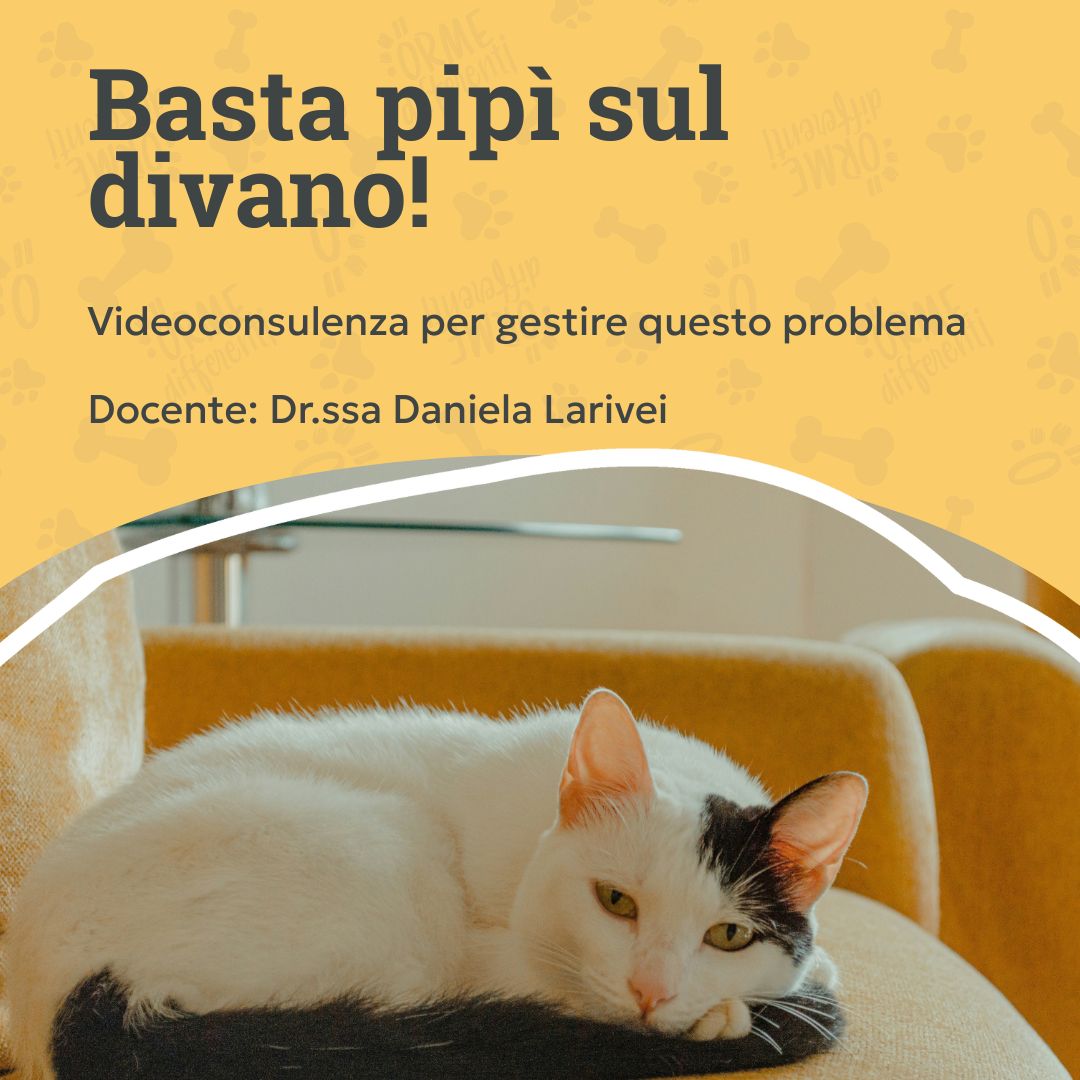 basta pipì sul divano, videconsulenza per gestire questo problema, gatto bianco e grigio sul divano, orme differenti