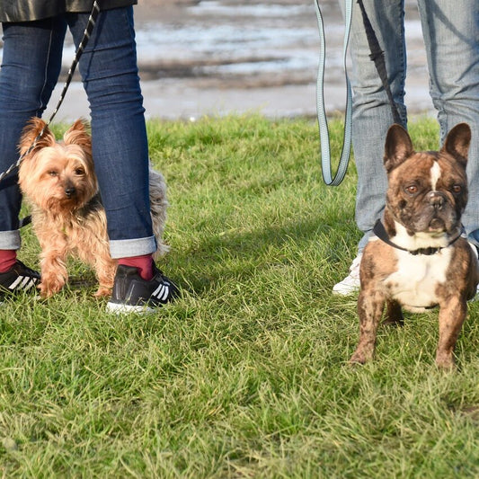 cammina con me, esperienza passeggiata perfetta con il proprio cane, di orme differenti