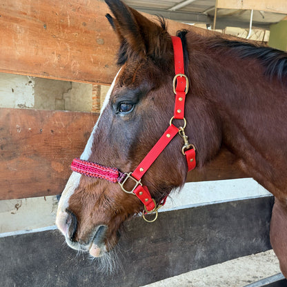 Capezza in biothane e paracord per cavalli, rossa, indossata sul cavallo, resistente e lavabile a marchio Orme Differenti