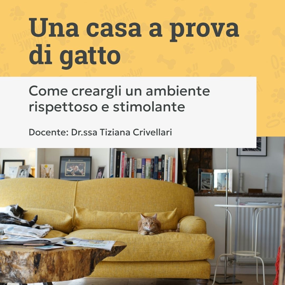 una casa a prova di gatto, corso arredamento felino, gatto in salotto, orme differenti