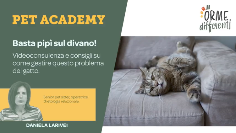 Videconsulenza come impedire che il gatto urini sul divano, motivi e consigli, cover corso di Orme Differenti