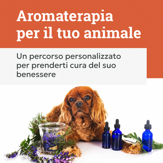 consulenza di aromaterapia per animali, cane cavalier king con fiori e piante, orme differenti