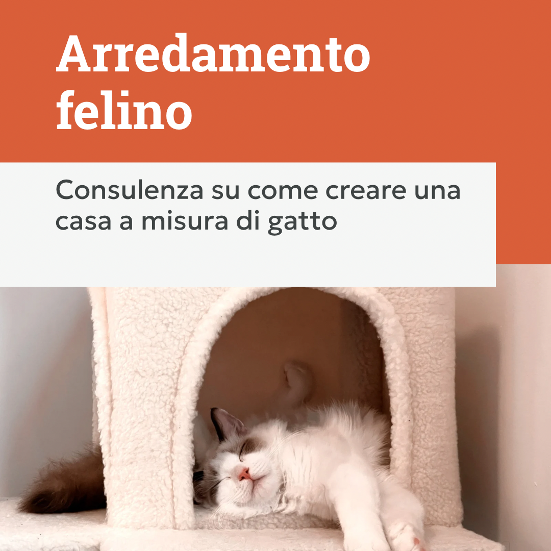 consulenza su come creare una casa a misura di gatto, gatto nella cuccia, orme differenti
