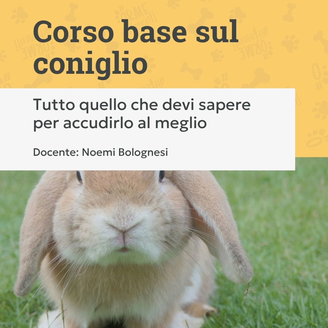 corso base sul coniglio, coniglio marrone nel prato, orme differenti