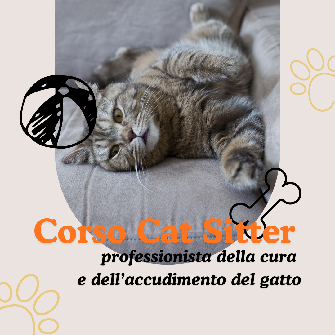 corso cat sitter, gatto sdraiato sul divano, on line e on demand, orme differenti