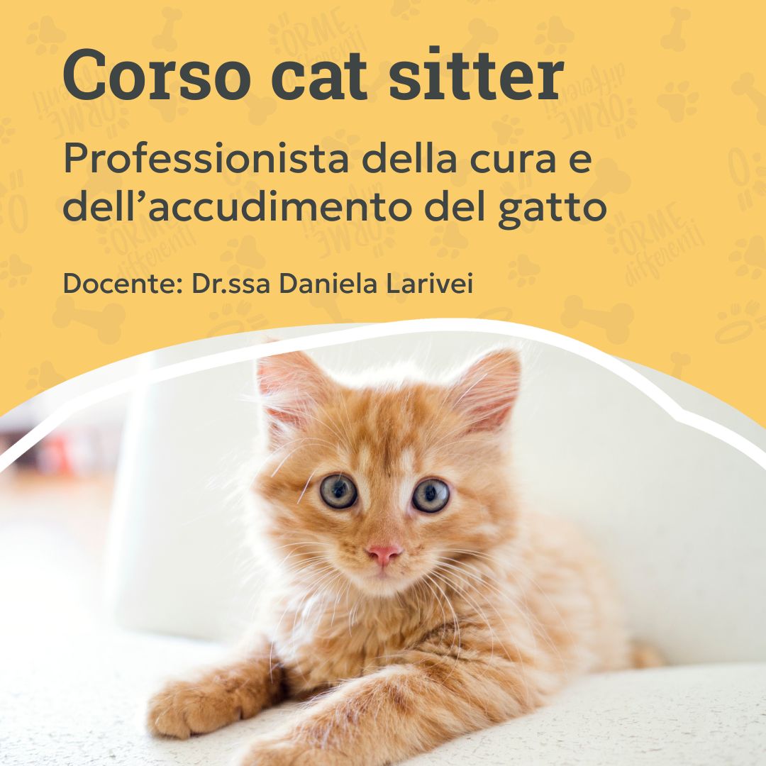 corso cat sitter, professionista cura e accudimento gatto, gattino rosso, orme differenti