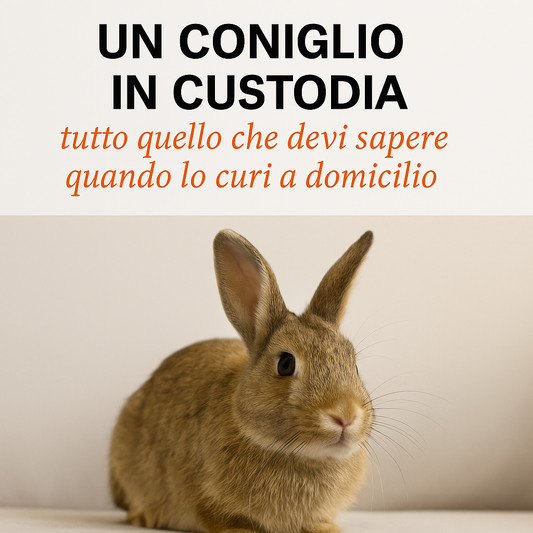 corso coniglio, gestione coniglio in custodia, cosa sapere, orme differenti