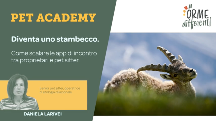 Corso per imparare a scalare le app di incontro tra pet sitter e pet owner, tenuto da Daniela Larivei, Ceo di Orme Differenti, foto di uno stambecco