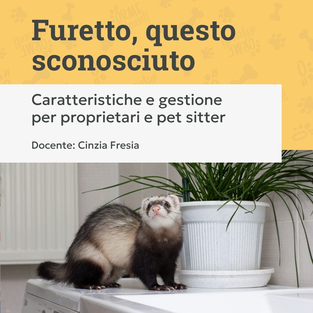 corso base furetto, caratteristiche e gestione per proprietari e pet sitter, furetto vicino a pianta, orme differenti