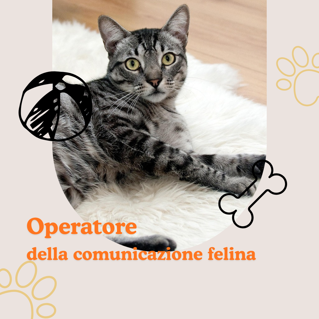 corso operatore della comunicazione felina, gatto su tappeto, orme differenti