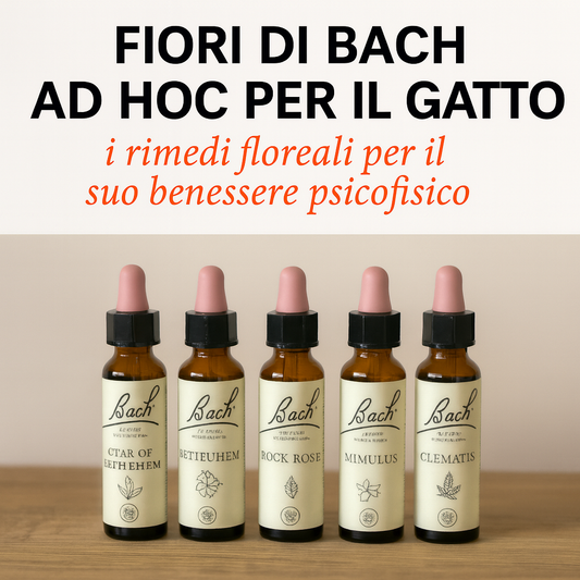 Cover video corso sui fiori di Bach ad hoc per il gatto, rimedi floreali per benessere, di Orme Differenti