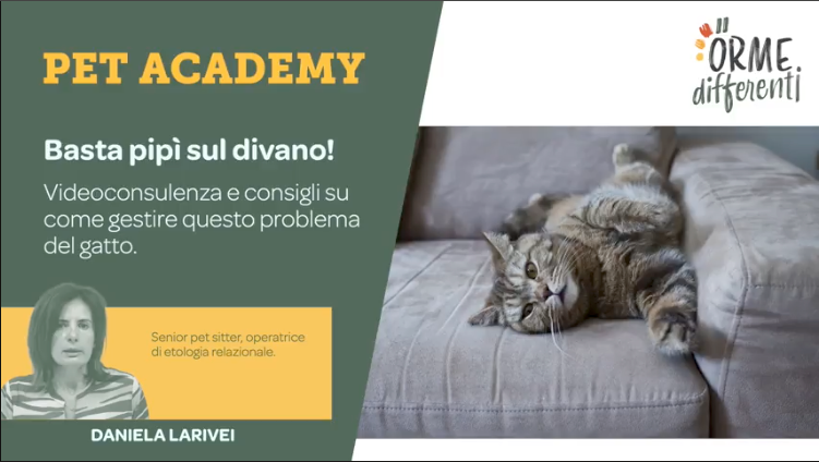 Videconsulenza come impedire che il gatto urini sul divano, motivi e consigli