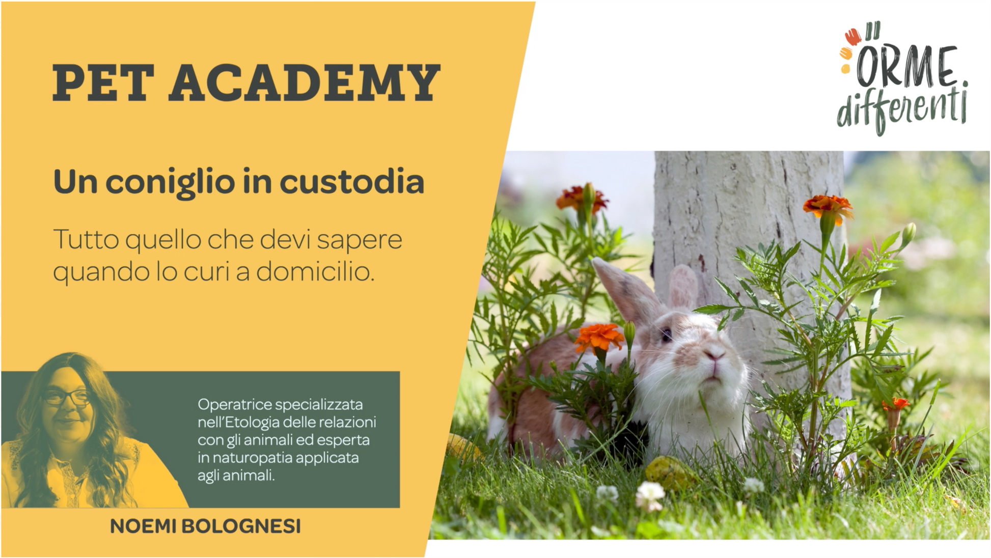 Frame del corso base coniglio per pet sitter e proprietari di conigli - Orme Differenti