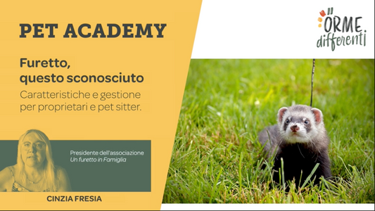 Frame del corso sul furetto, caratteristiche e gestione, pet sitter e proprieatri - Orme Differenti