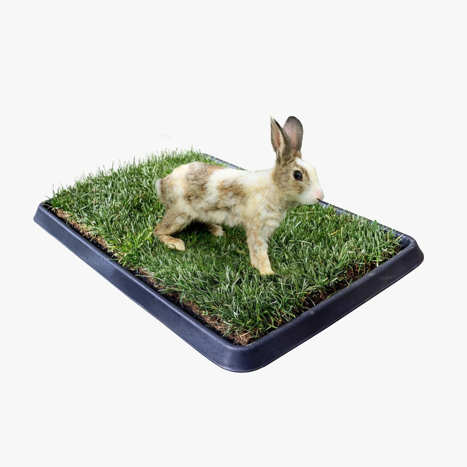 Giardino per conigli e roditori, coniglio sopra l'erba, zolla atossica di Petzolla distribuita da Orme Differenti