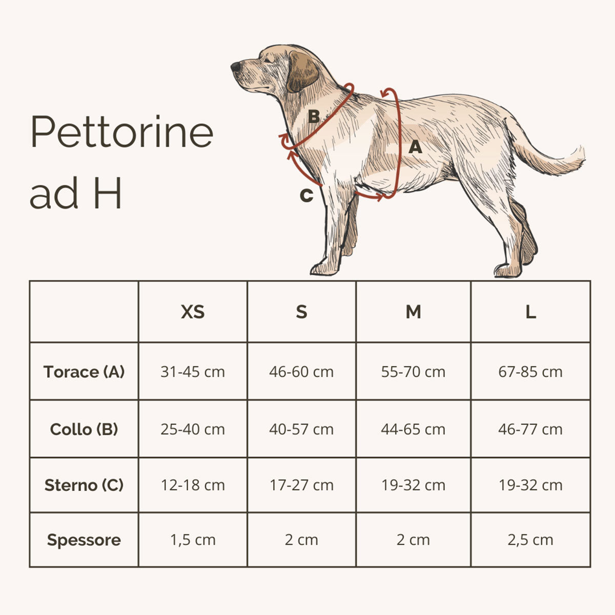 Guida alle taglie per pettorina per cani in canapa e cotone riciclato, regolabile ed eco-friendly, modello ad H di Eco Impronta distribuito da Orme Differenti