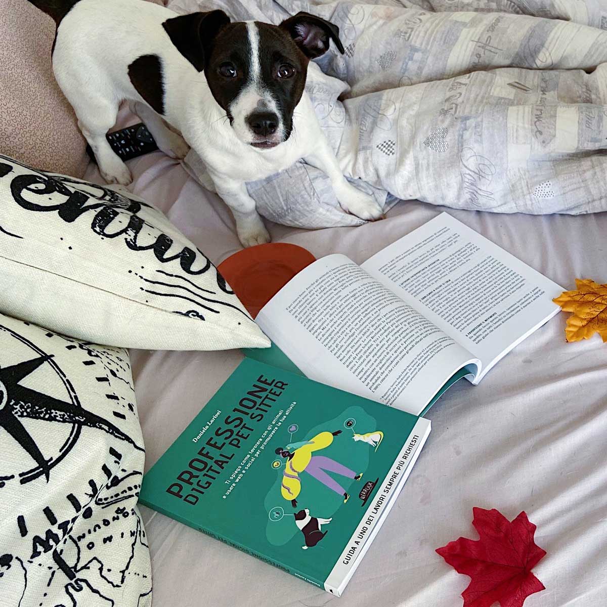 Libri Professione Digital Pet Sitter di Dario Flaccovio Editore fotografati su un letto con un cane simil Jack Russel, distribuito da Orme Differenti