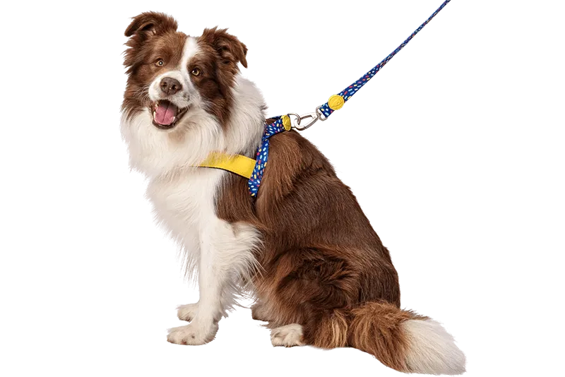 Pettorina norvegese Color Invaders per cani, realizzata in raso, artigianale, di Morso by Orme Differenti
