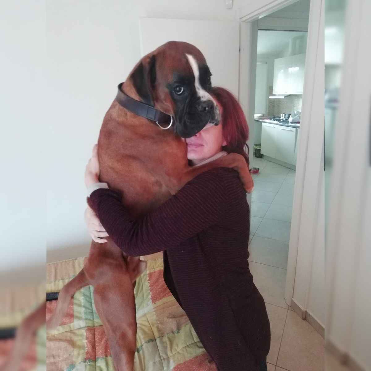 cat sitter e dog sitter a torino, daniela larivei con cane boxer in camera da letto, orme differenti
